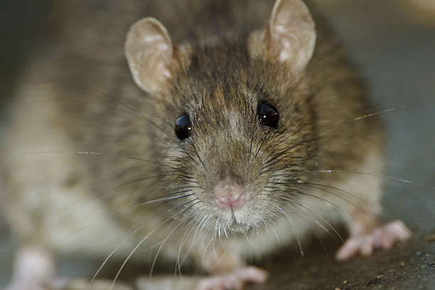 ratones